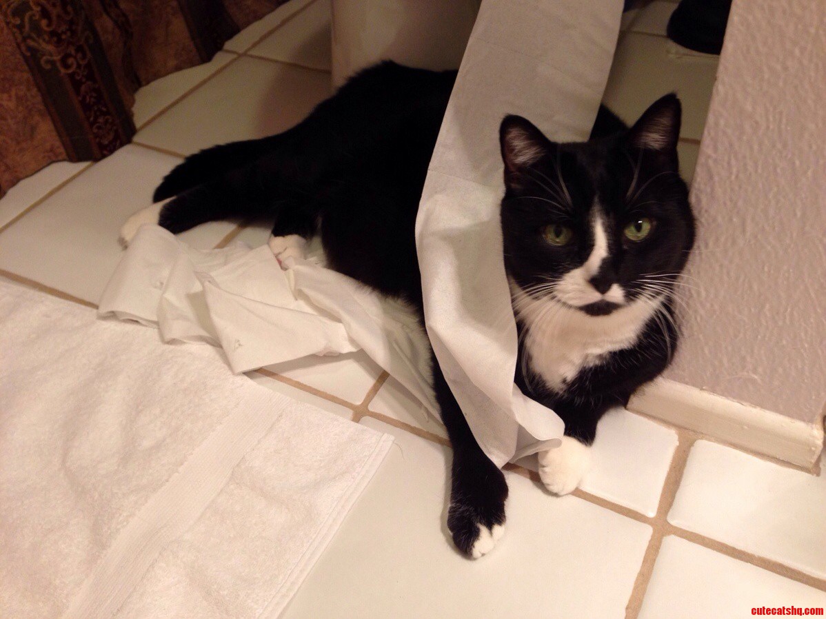 We Have Three Cats and Have Never Caught One in the Act Until Now. Meet Riley.
