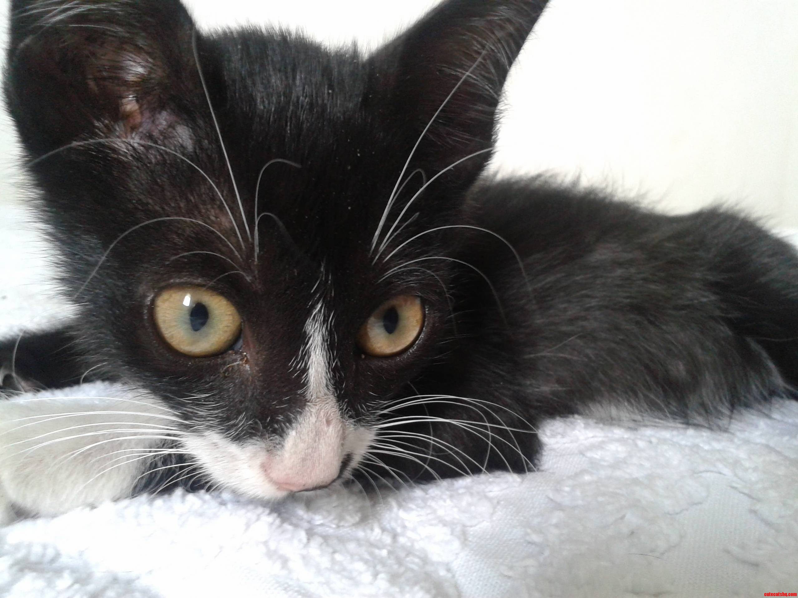 We Just Found This Little Guy Best Christmas Present