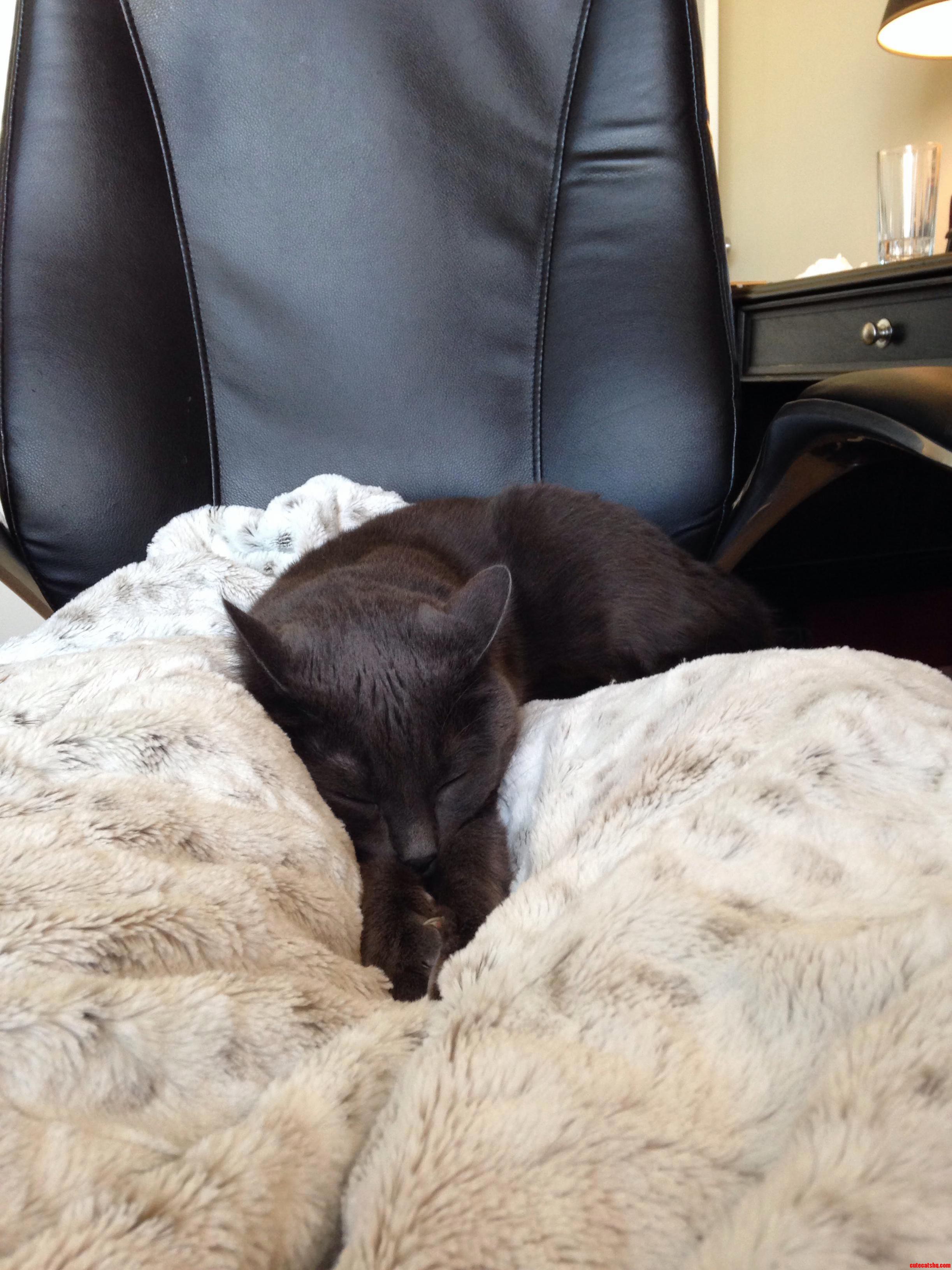 We Recently Got a Faux Fur Blanket As a Gift. Our Cat Is Convinced We Bought It for Him.