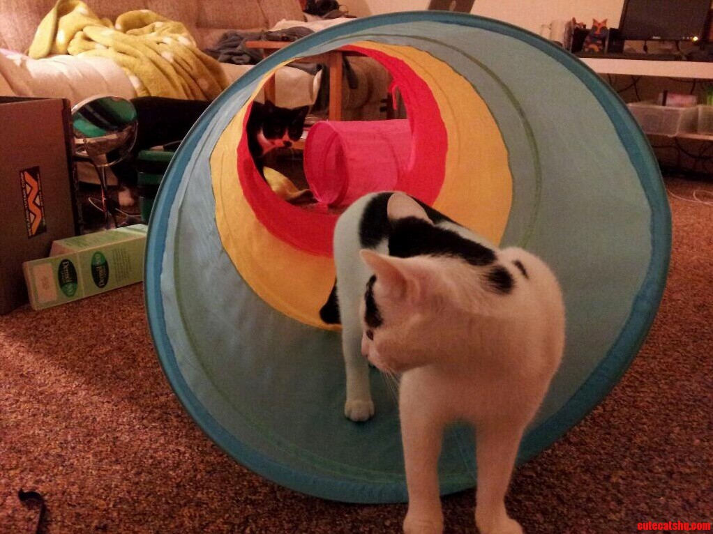 We Spent 4 at Asda. the Cats Are Very Happy.