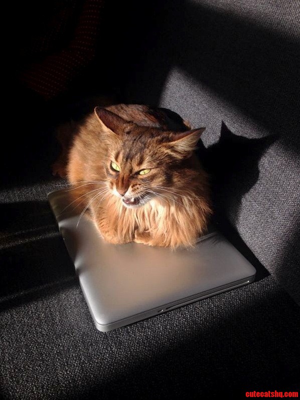 Well I Guess My Cat Found Out I Spend Too Much Time on Rcats