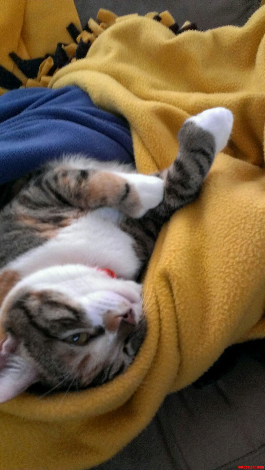 When My Cat Sleeps on the Electric Blanket She Enters Another Plane of Existence. Shes Completely Asleep Here.