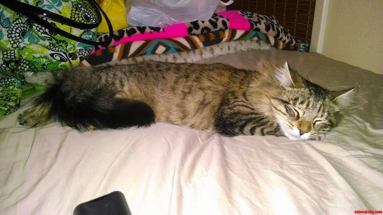 Whiskey Makes It Tough to Wake Him Up