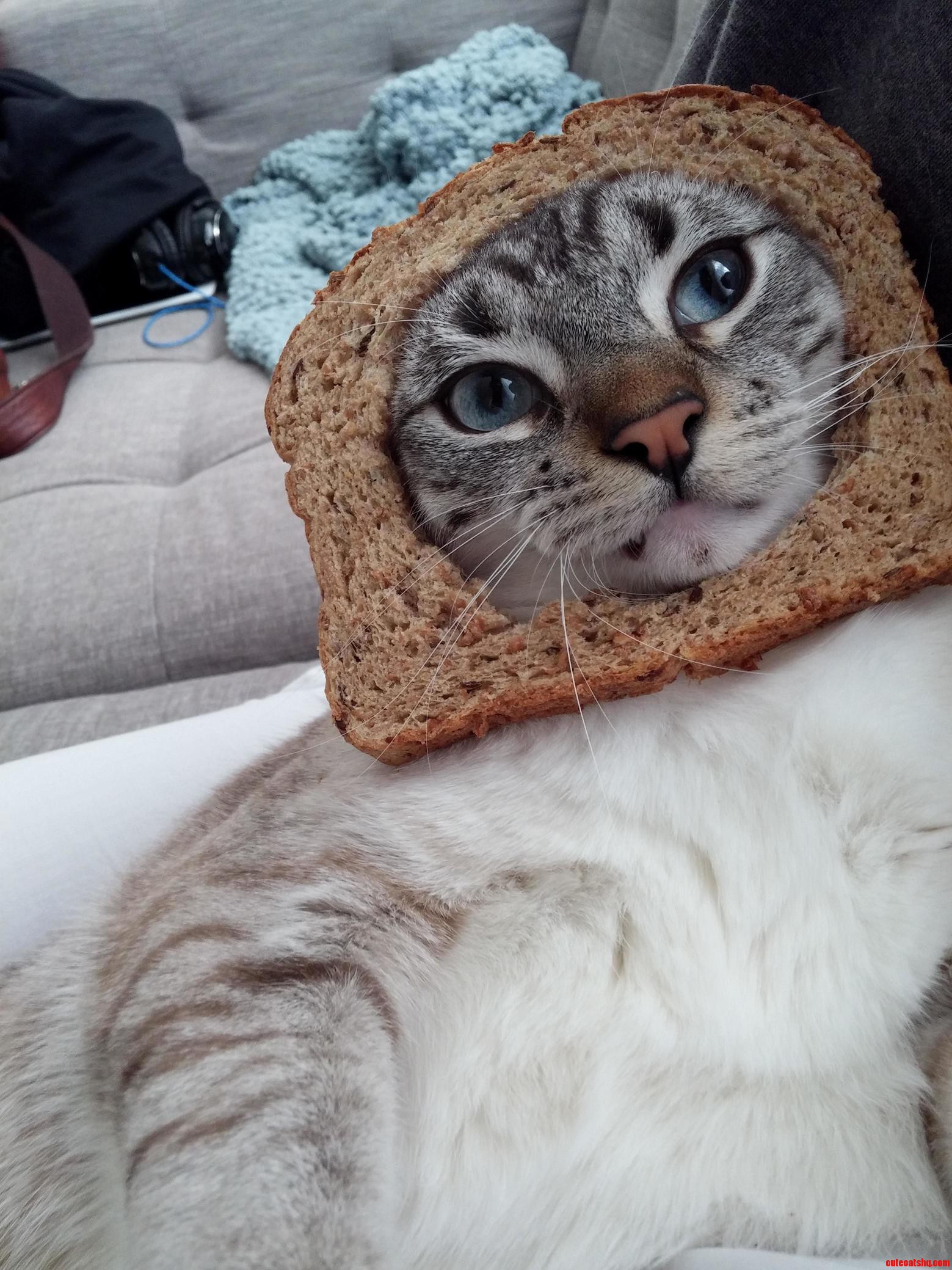 Who Says Breading Is So 2011 I Make Breading Timeless Yo.