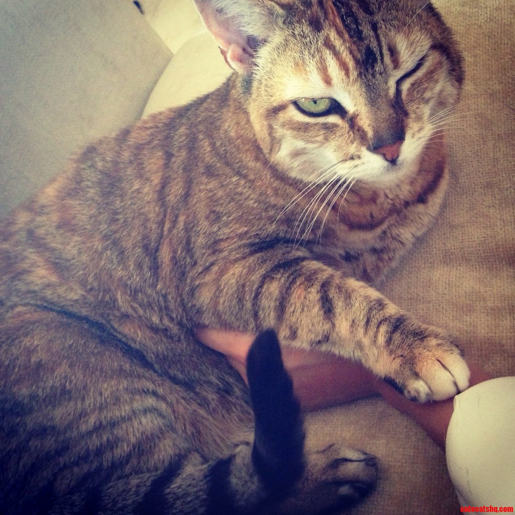 Wink Hold My Hand While I Pur and Lovingly Tap Your Arm with My Tail.