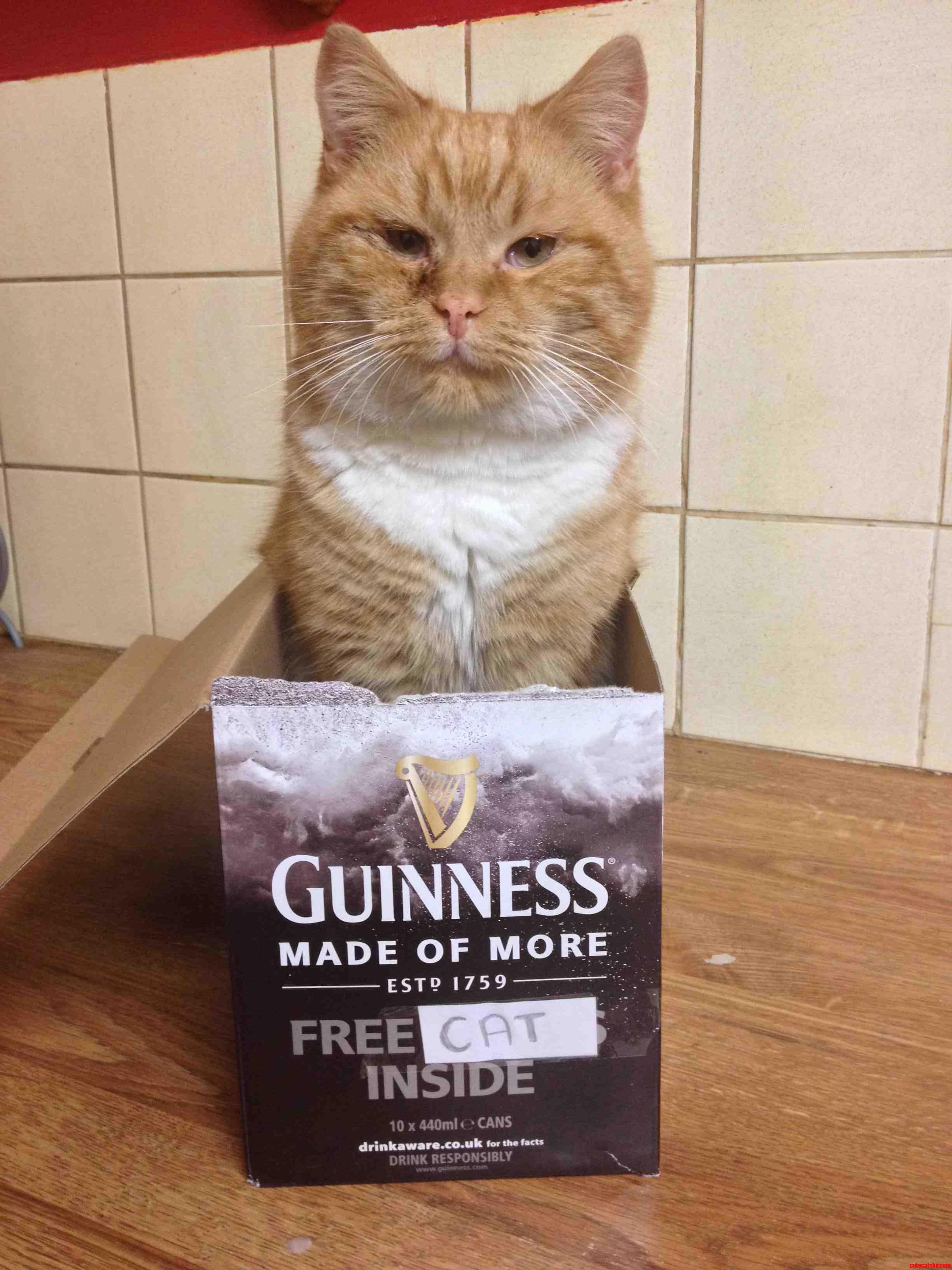 With Every Purchase of Guinness You Get a Free...