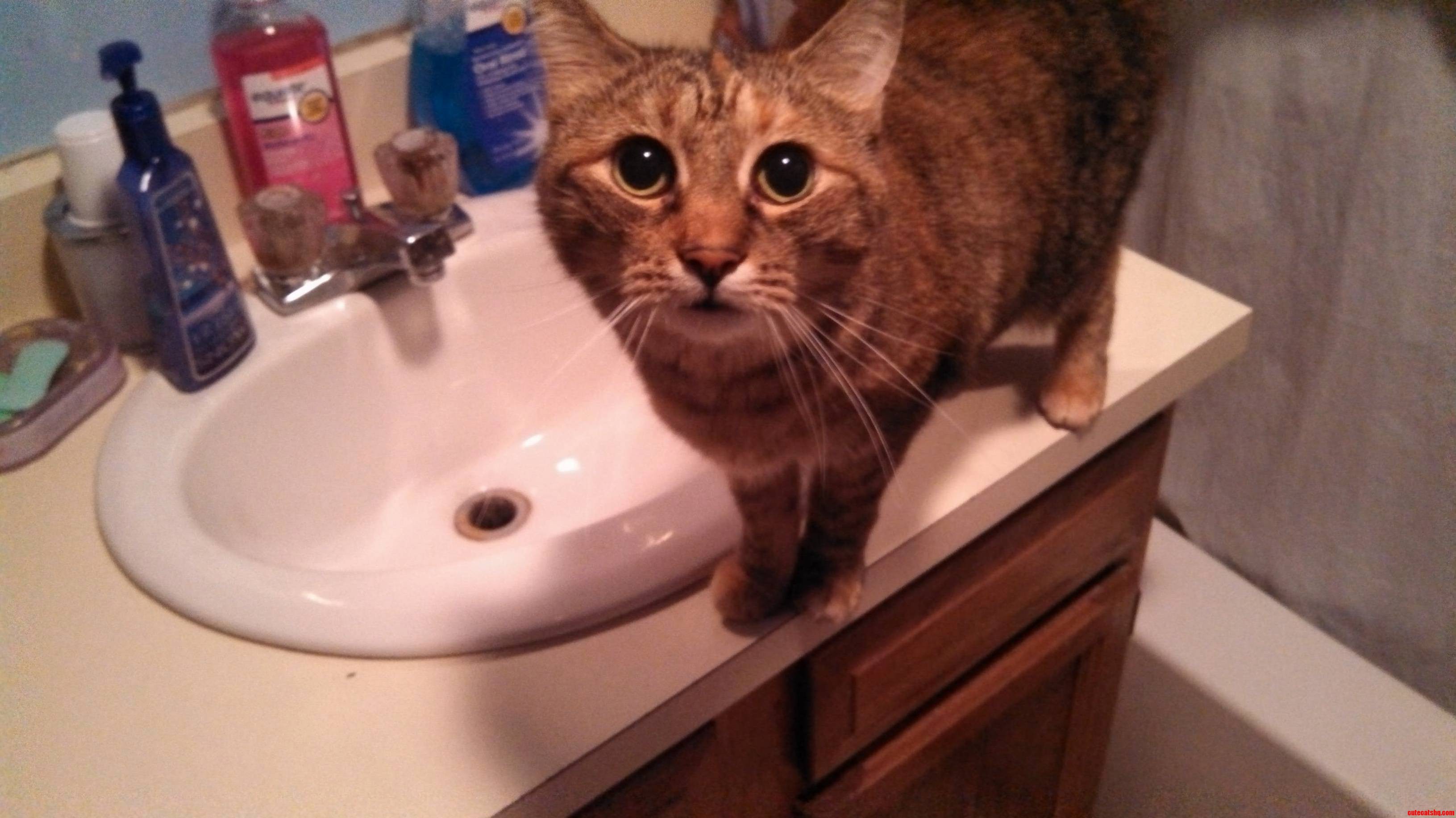 Without Fail My Cat Patton Comes to the Sink for Water Everytime I Go to the Bathroom....