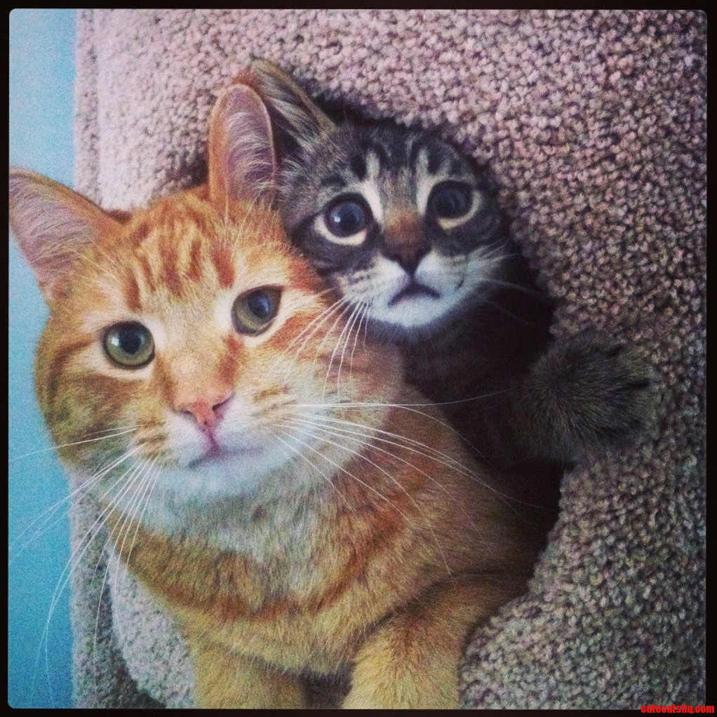 Wu-tang Is Getting Along Just Fine with My New Kitty