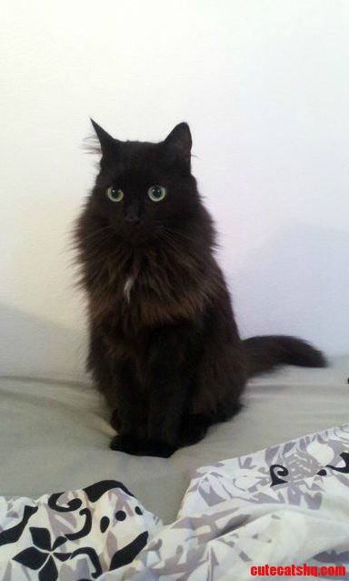 Xmas Present for a Cat