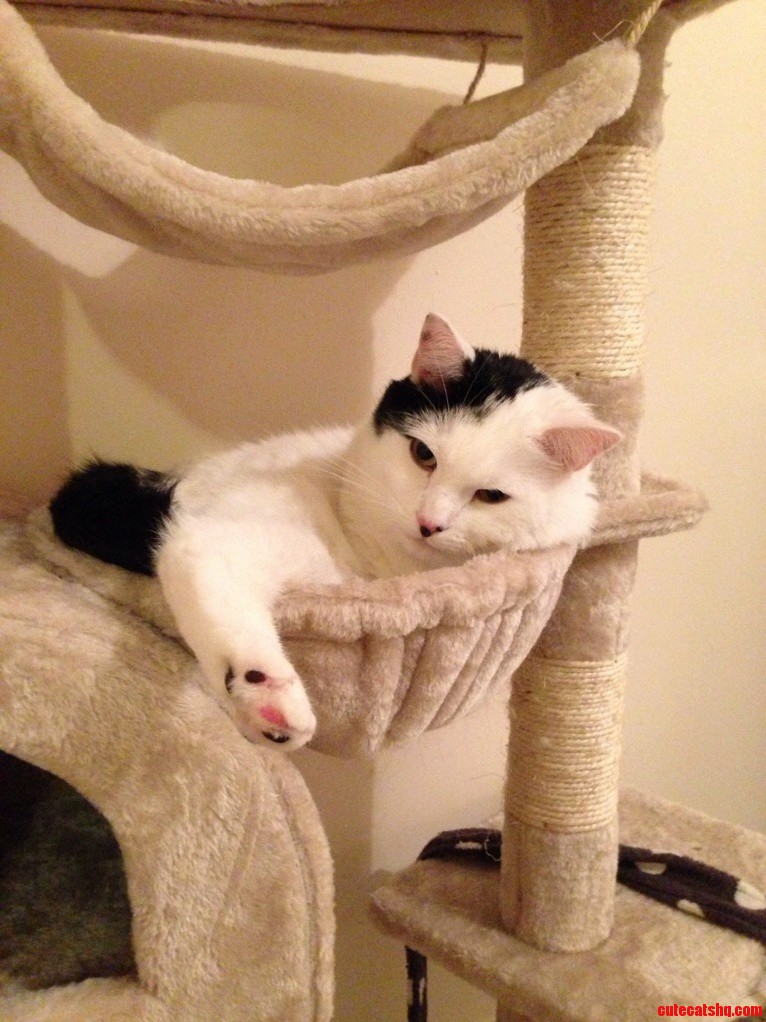 Yeah That Looks Comfy. He Has All Four Limbs Hes Just a Weirdo.