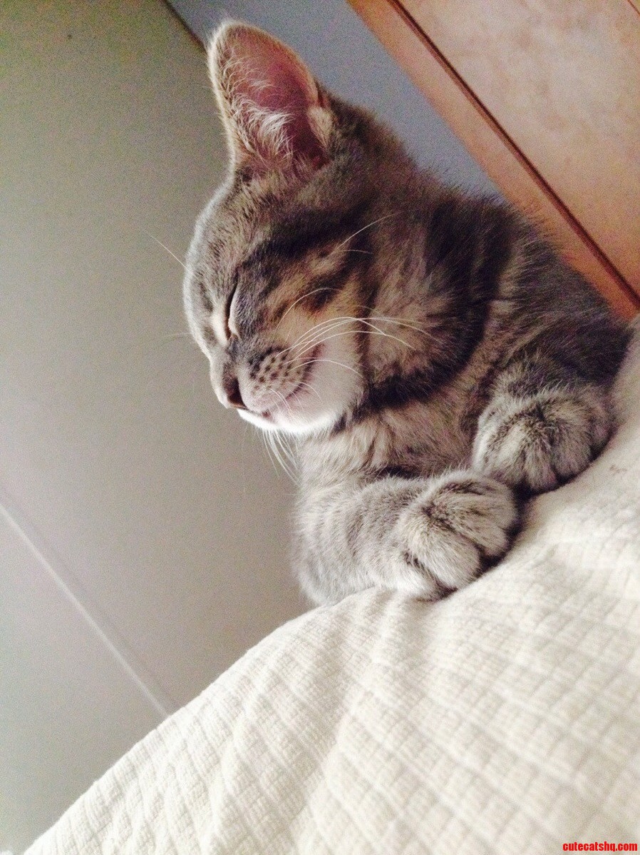 Yoda Our Little Beauty.