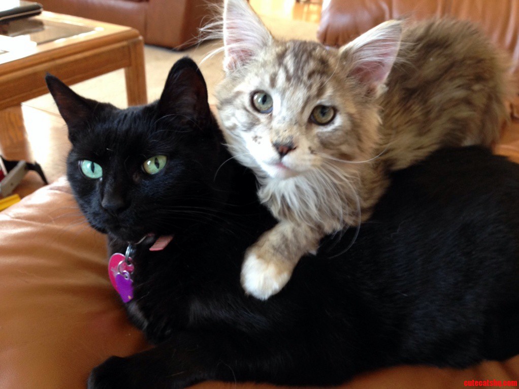 You Asked for Updates About My Little Apollo the Grey One . He Is Still Mischievously Adorable and Gets Along Well with Our Other Cat