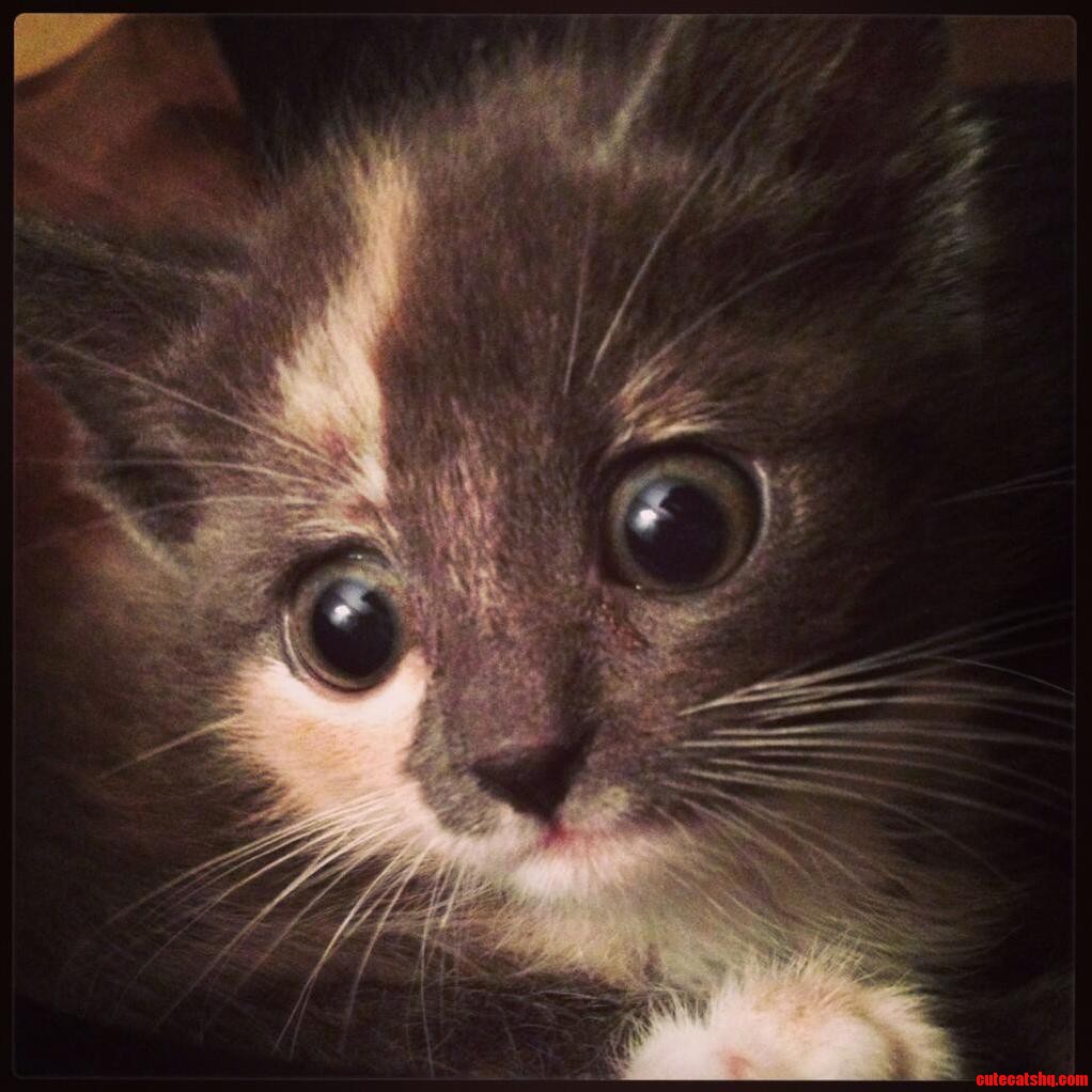 You Cant Possibly Say No to Playtime with These Eyes.