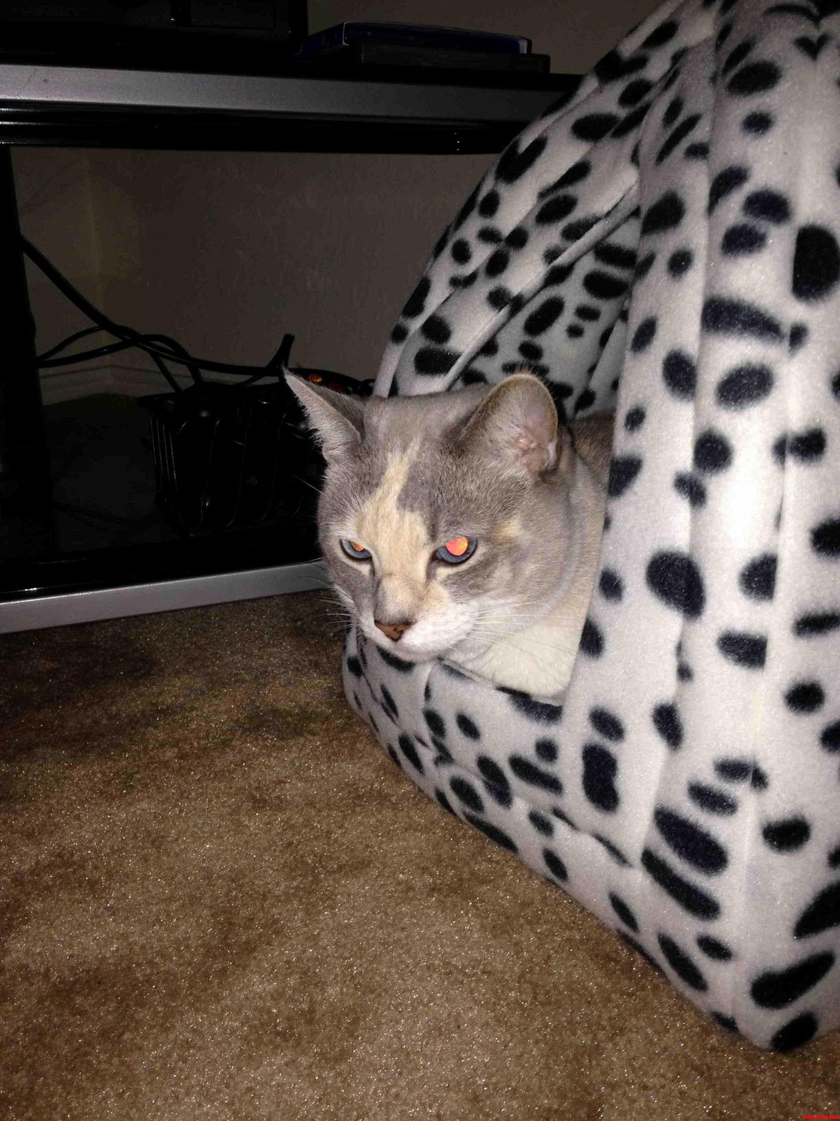 You Kids Stay Out of My Yard Meow