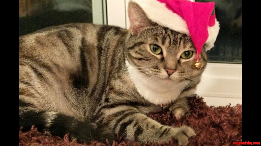 You Ve Been Naughty This Year.. Your Gift Will Be a Nice Poop in Your Bed Tonight