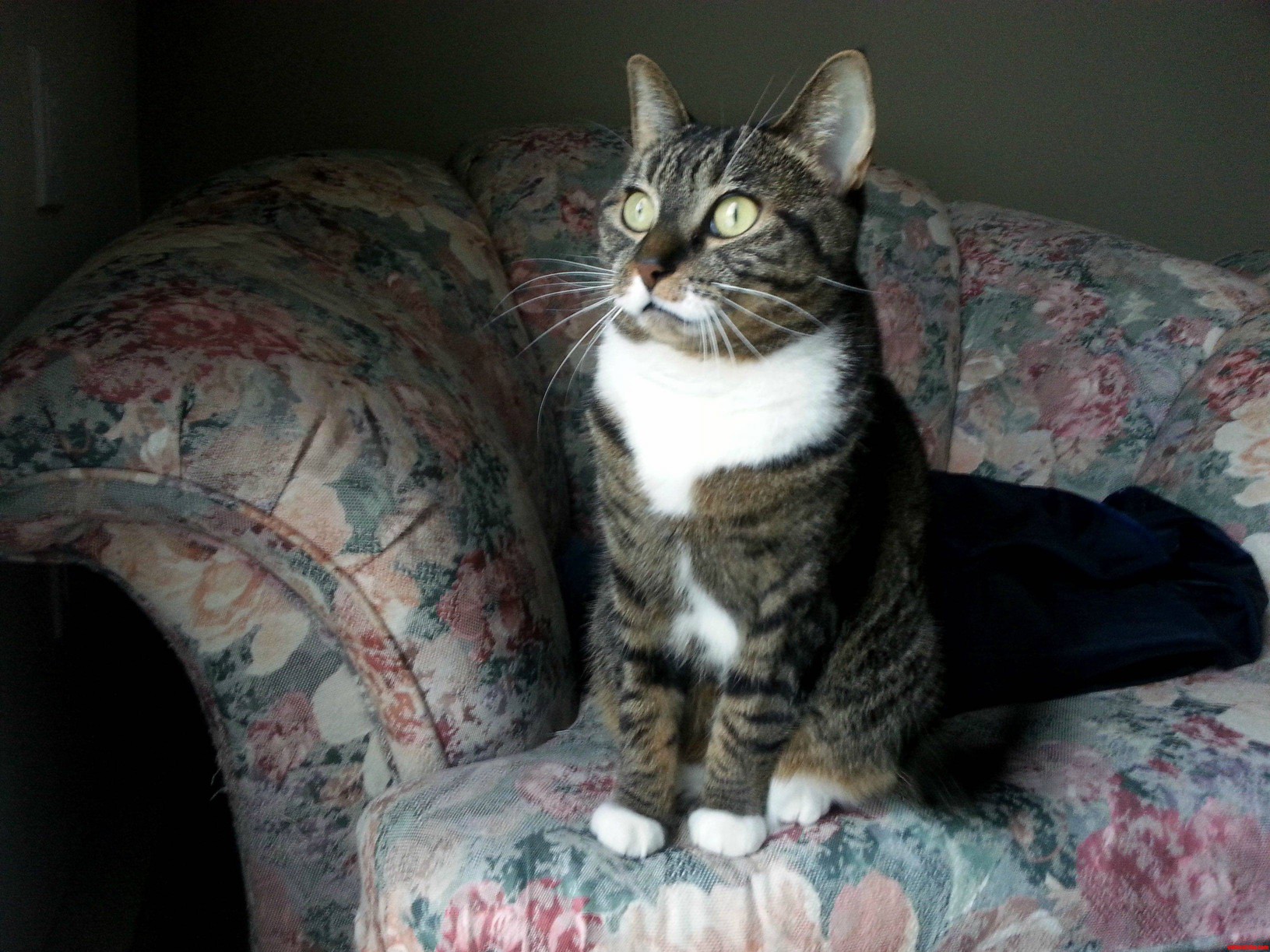 Zeus - 3 Years Old