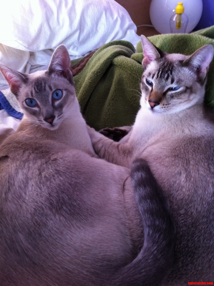 Zeus and Thor