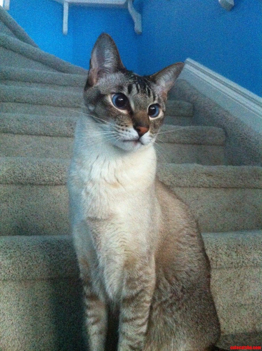 Zeus Was Feeling Rather Majestic This Morning