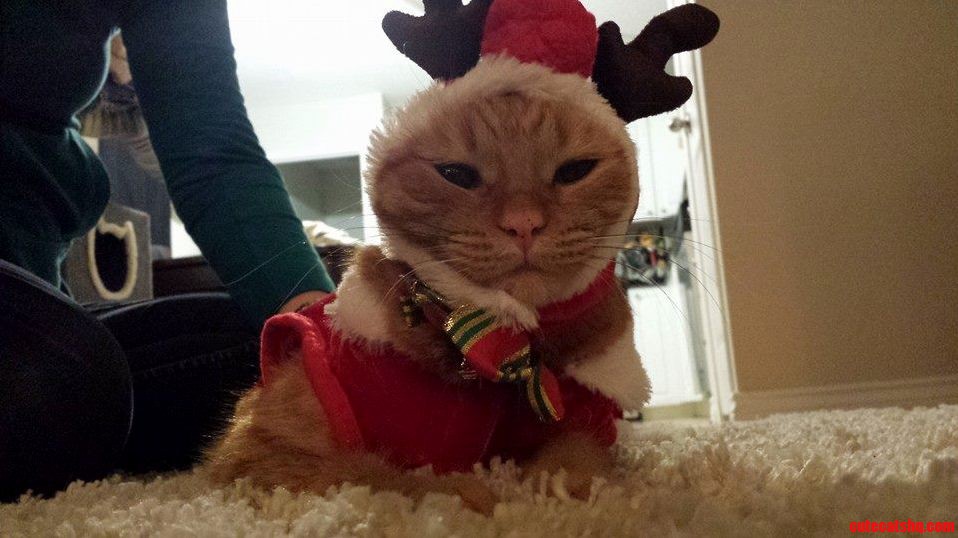 Zoey Has Really Embraced the Holiday Spirit