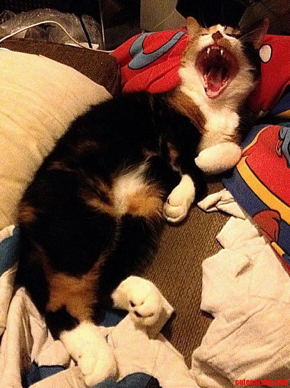 Zoey Is a Sleepy Bum