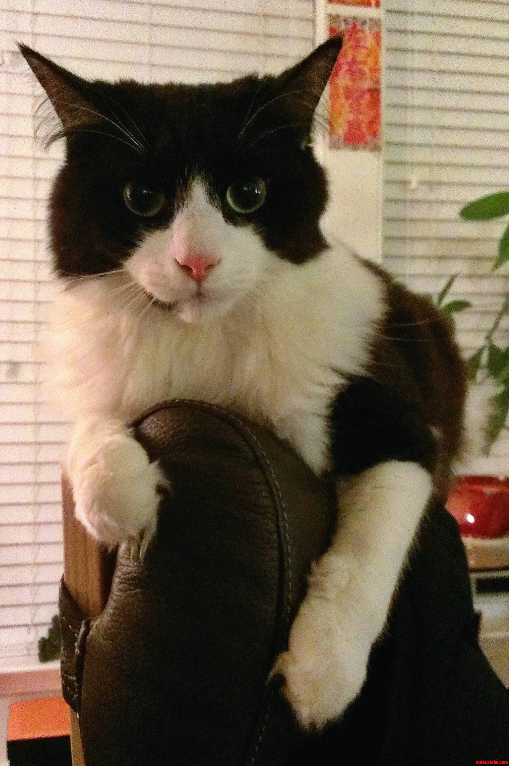 Zoro Has an Attitude Tonight