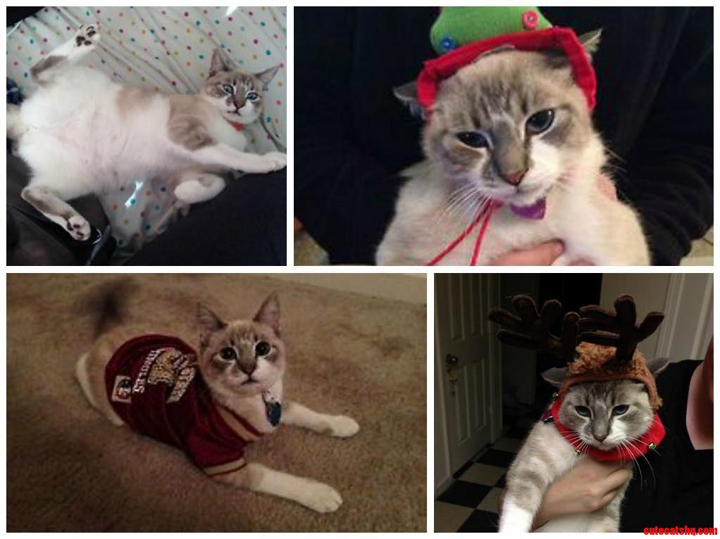 2013 Has Been Full of Beautiful Moments with Alice