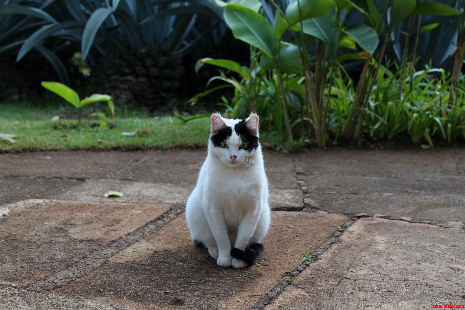 A Beautiful Cat That I Saw in Tanzania.