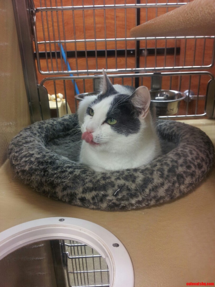 A Cat I Foster Was Getting Sassy with Me