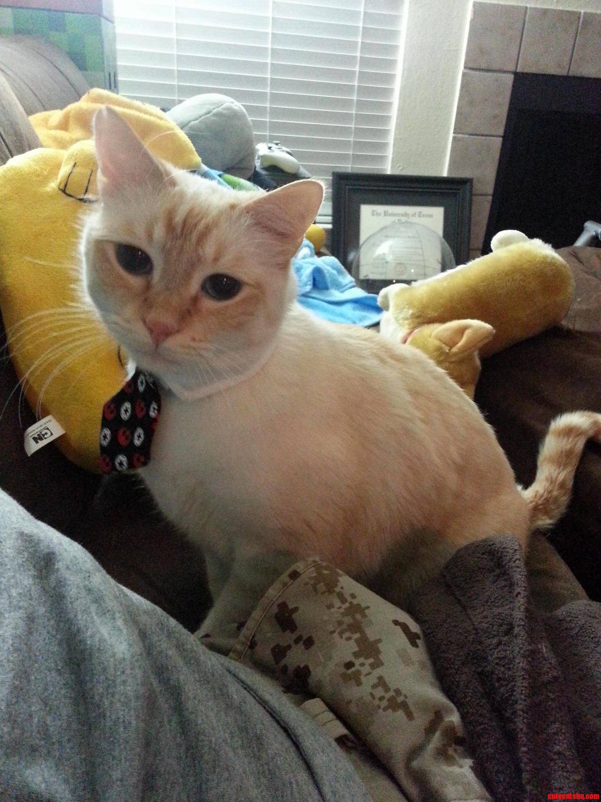 Accountant to Both the Rebels and the Empire. Meet Iceman Business Cat.