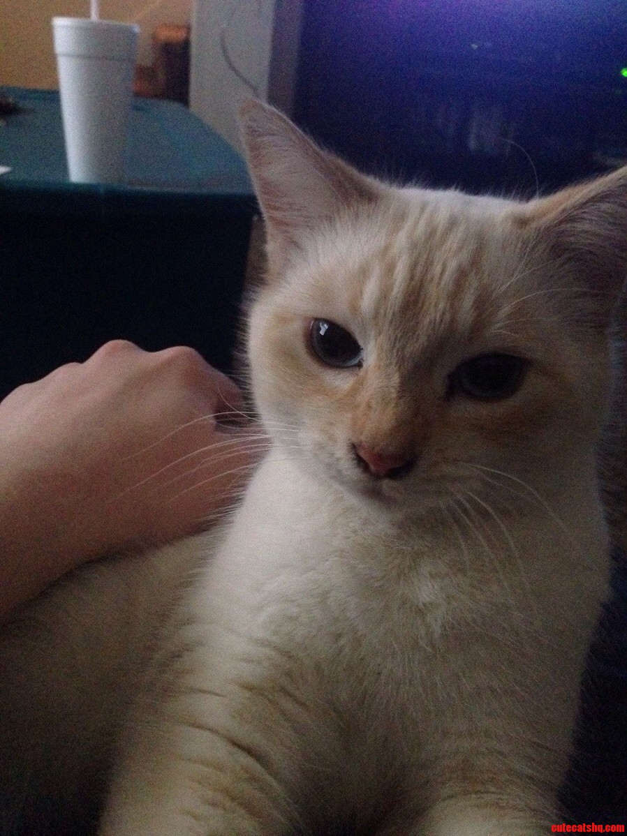 Adopted This Fluffy Kitty but I Am Having Trouble Coming Up with a Name... Please Help Me Name Him.