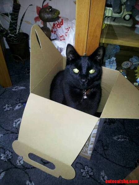 All He Wants for Xmas Is....a Box