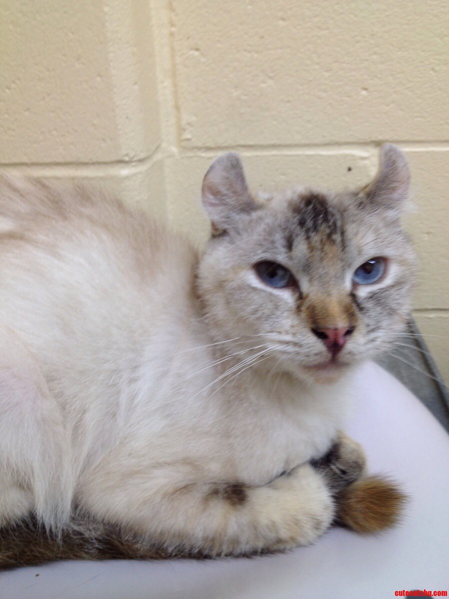 American Curl