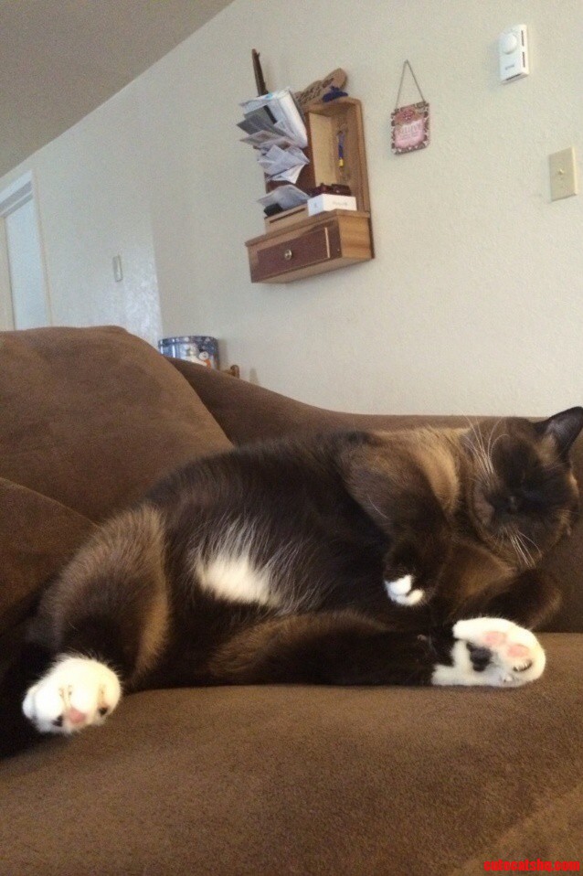 And He Took Over the Couch...