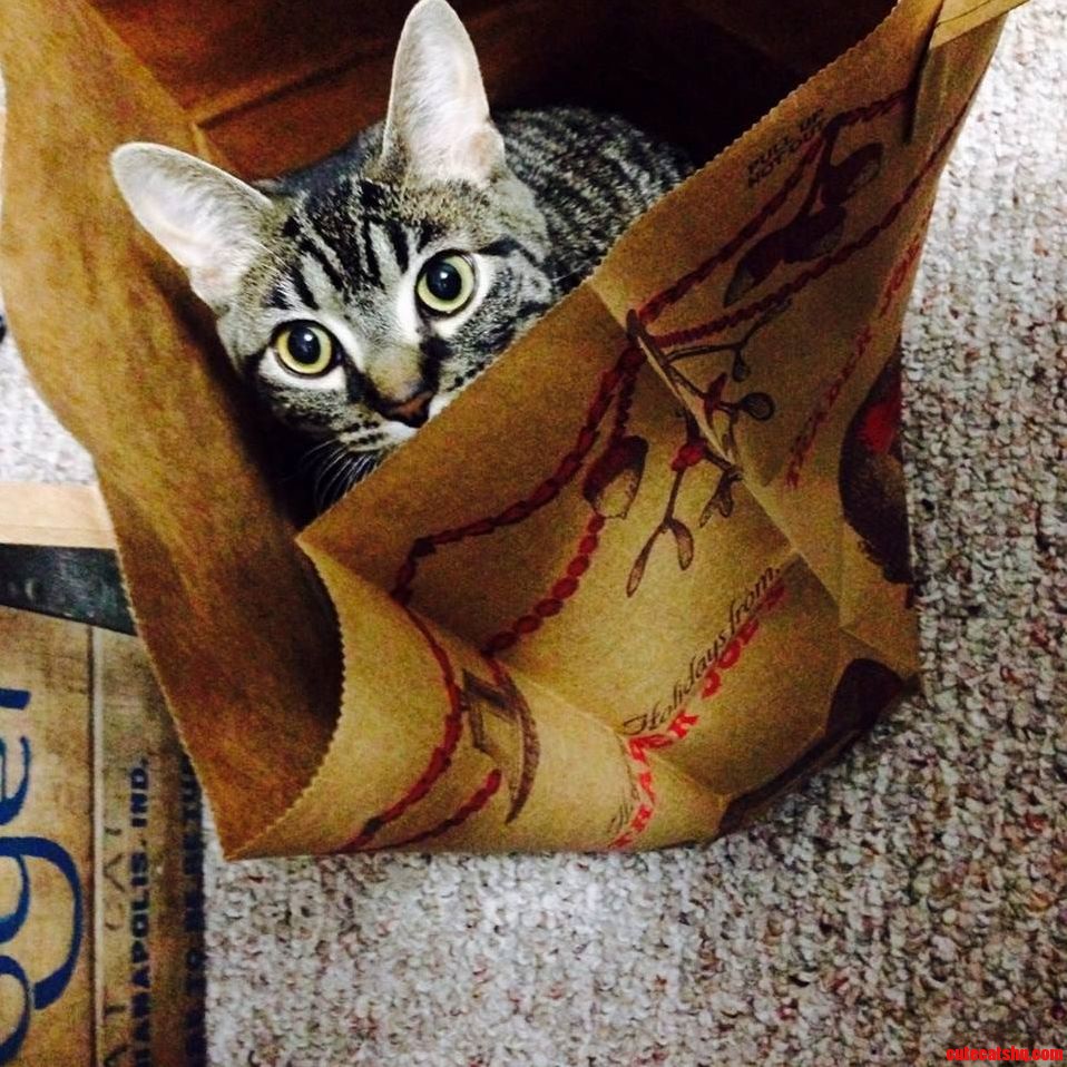 And Here We See the Felis Catus Fall Prey to an Irresistible Foe the Common Household Paper Bag.