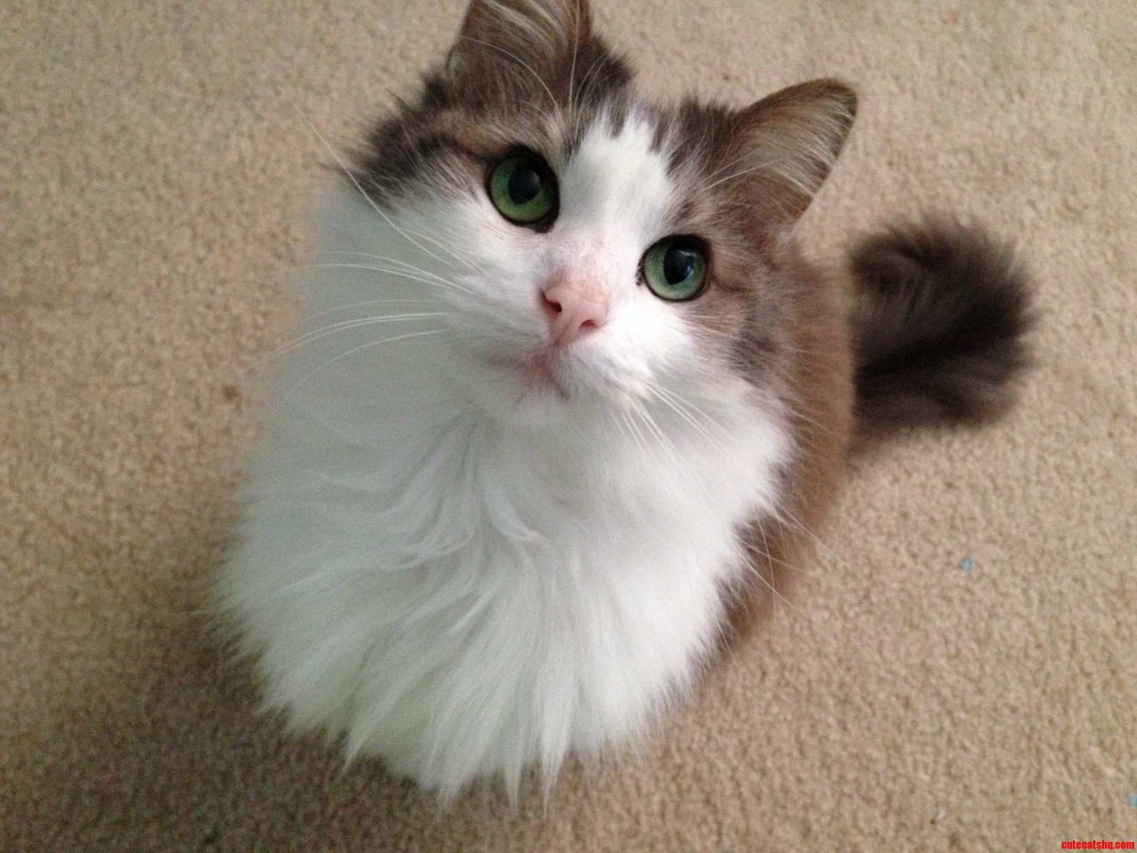 Aneira -- My Gorgeous and Loving Kitty Cat.