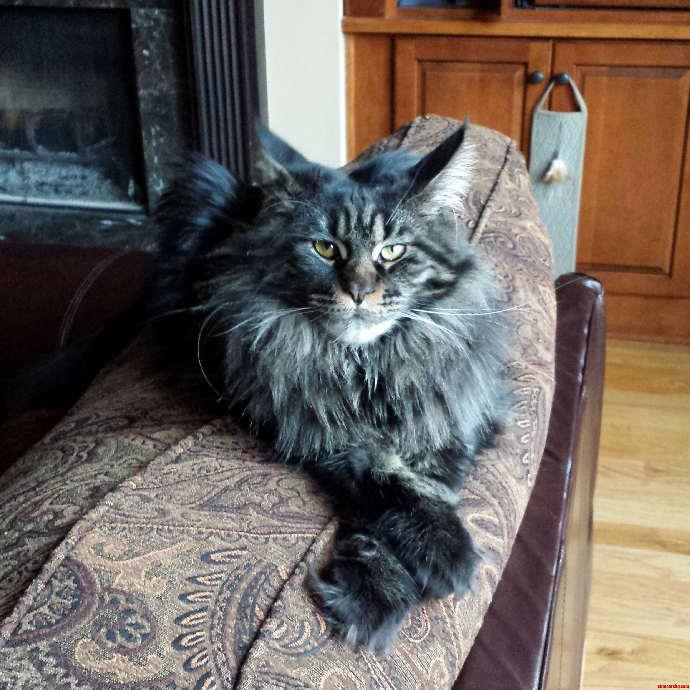 Annie All Grown Up. See Earlier Post for Kitten Pictures