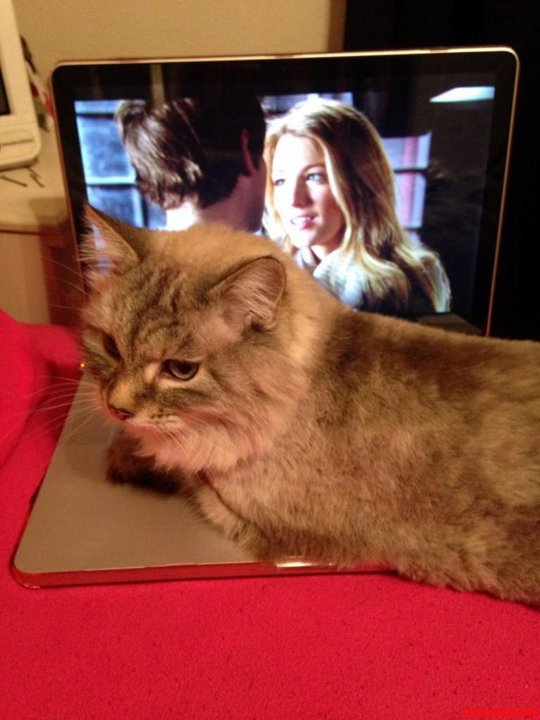 Apparently I Cant Watch Netflix
