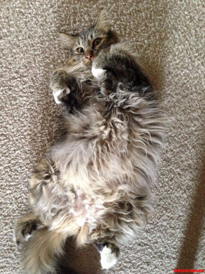 Are You Looking at My Junk