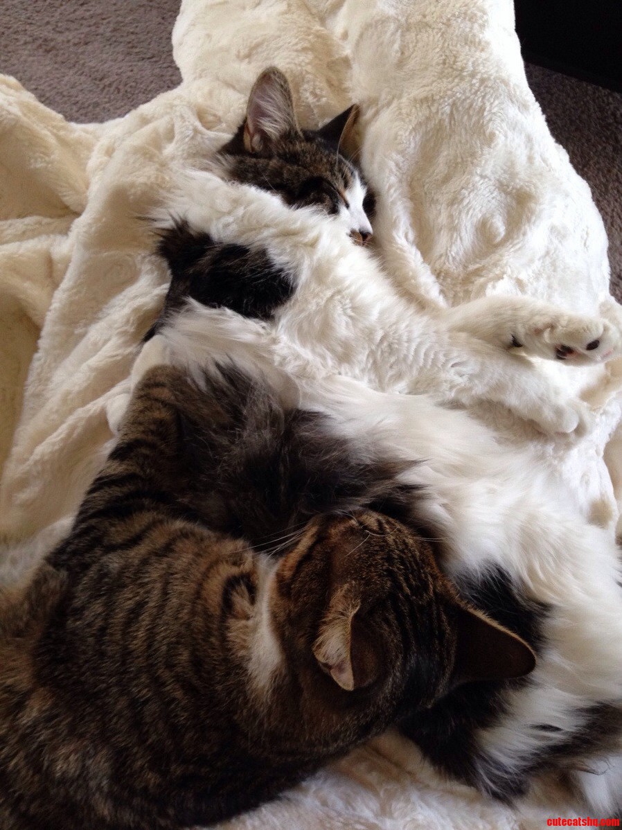 At Home Sick...best Cuddle Buddies Ever.