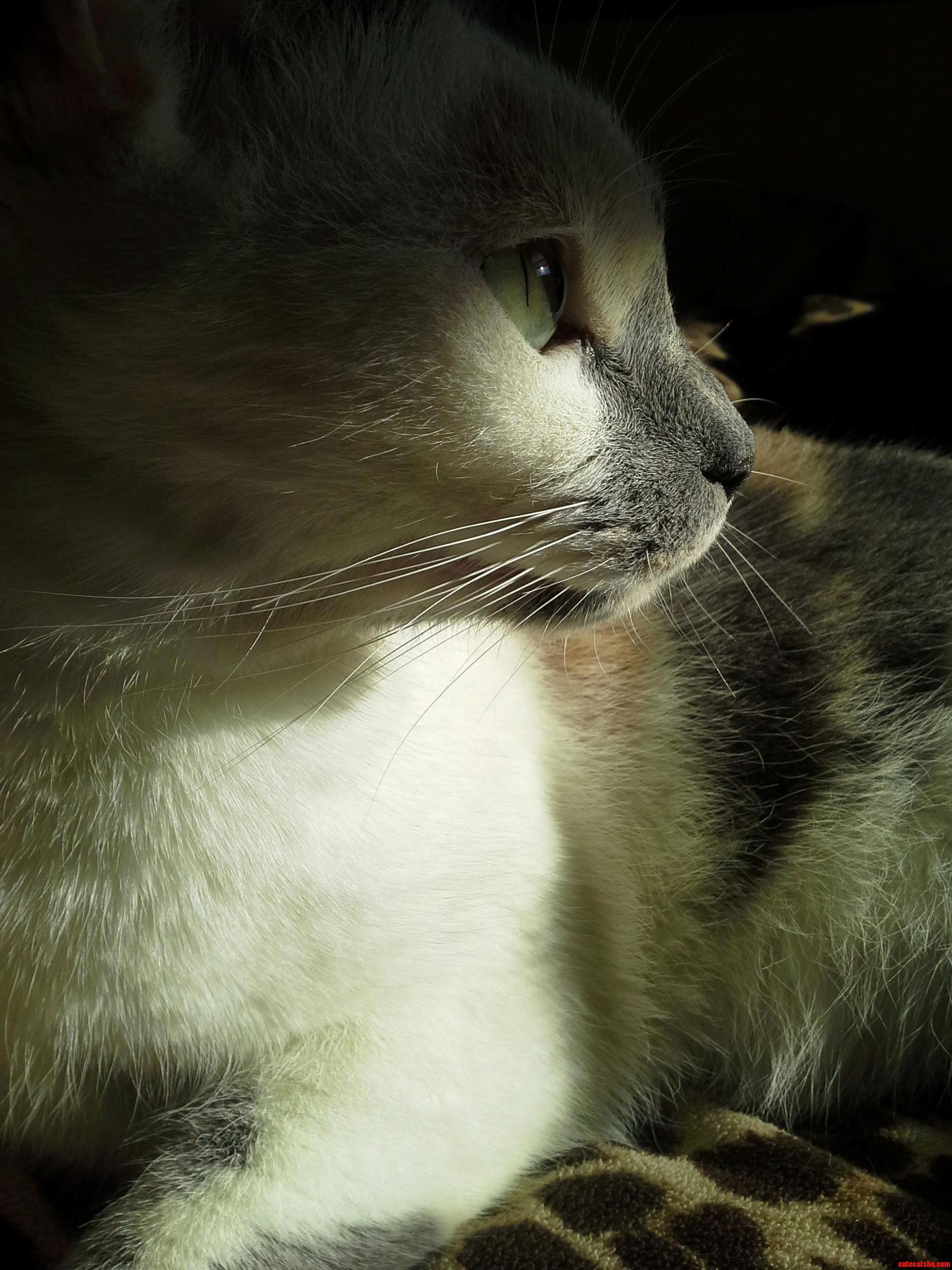 Averys Profile in the Shadow of the Sun.