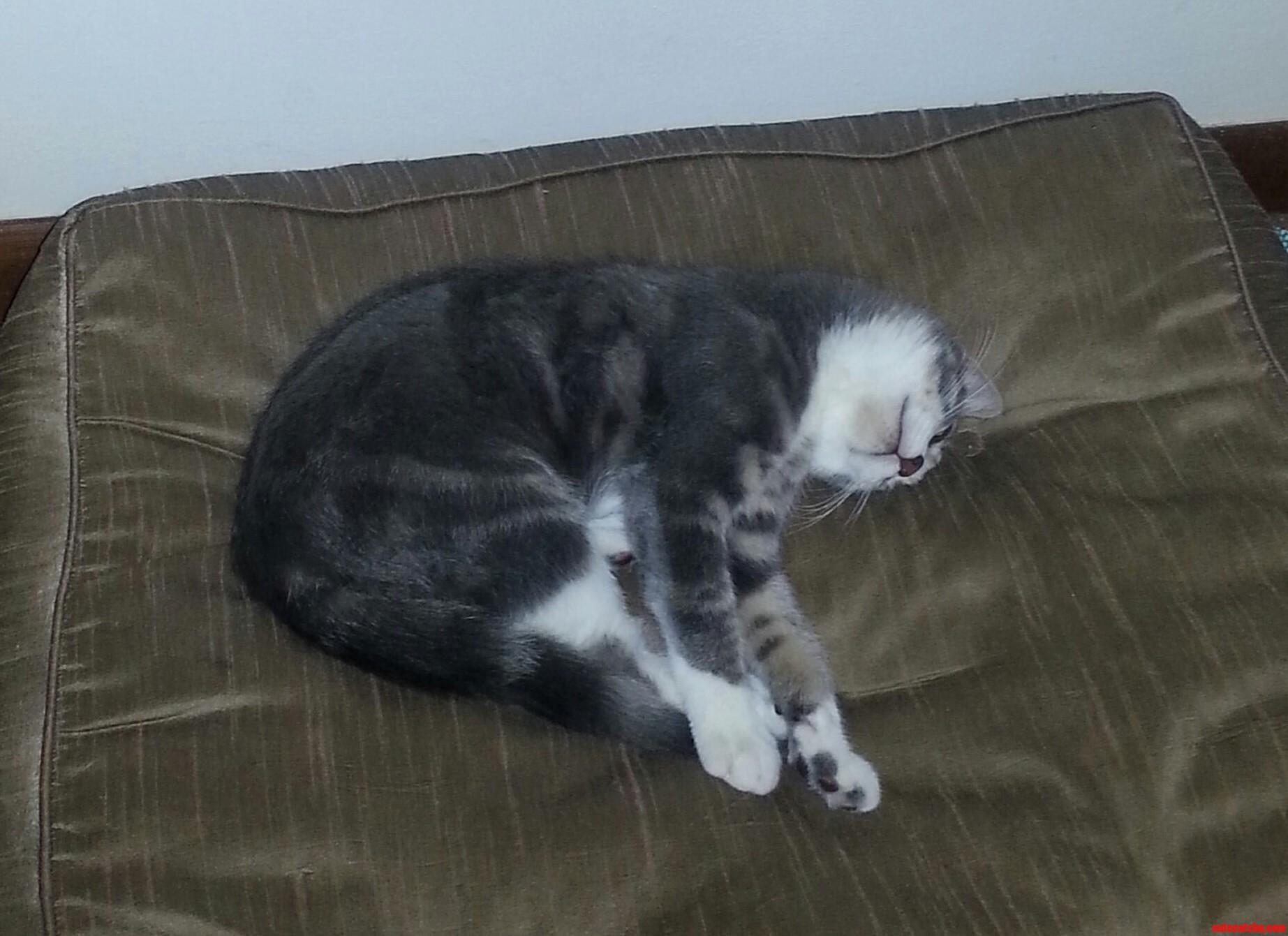Awkward Cat Nap