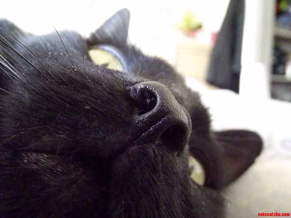 Bandit Is Taking a Closer Peek at the Lens.