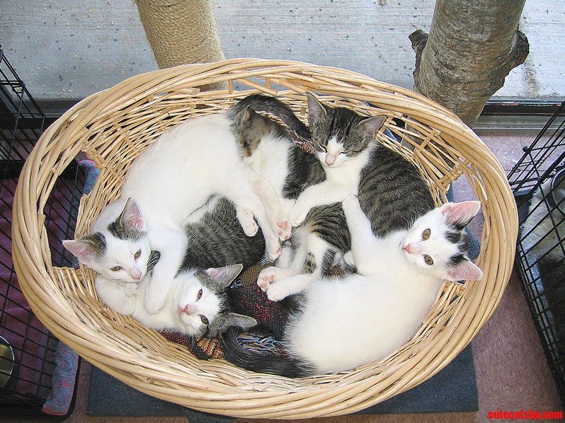 Basket of 5 Rescue Kittens