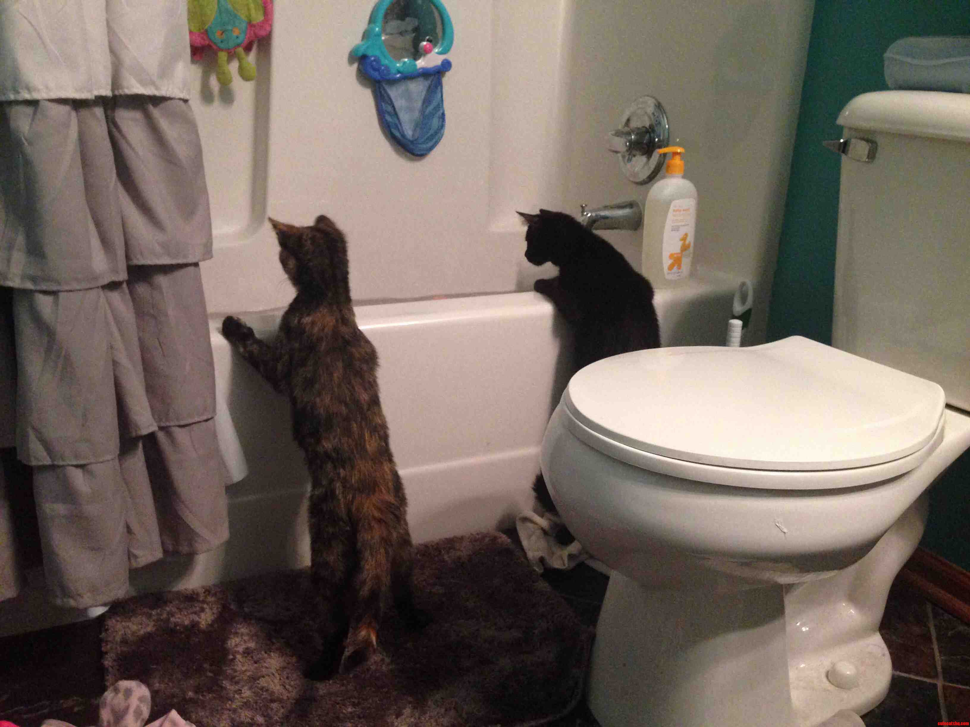 Bath-time Is Intriguing