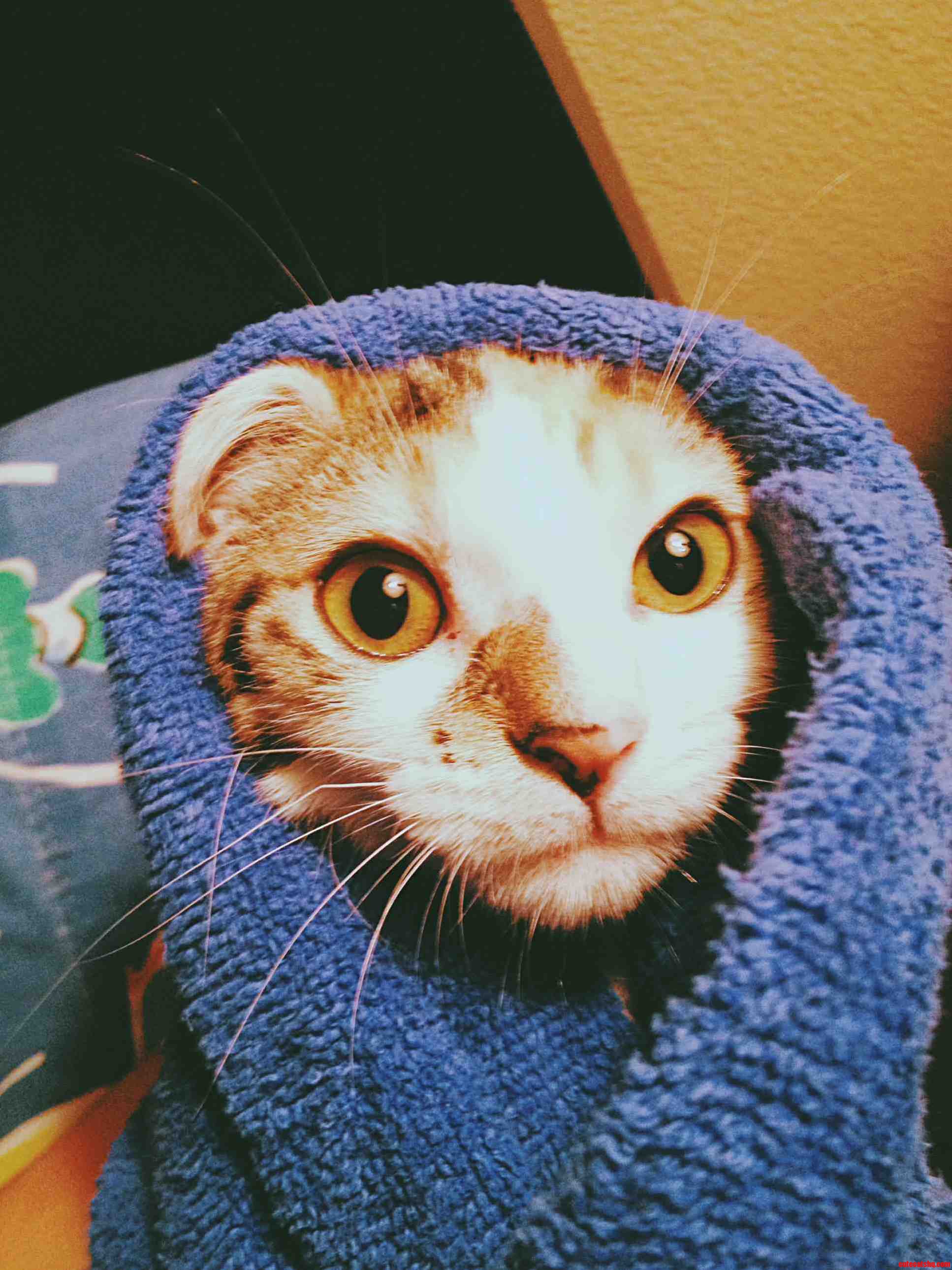 Baths Are the Worst.