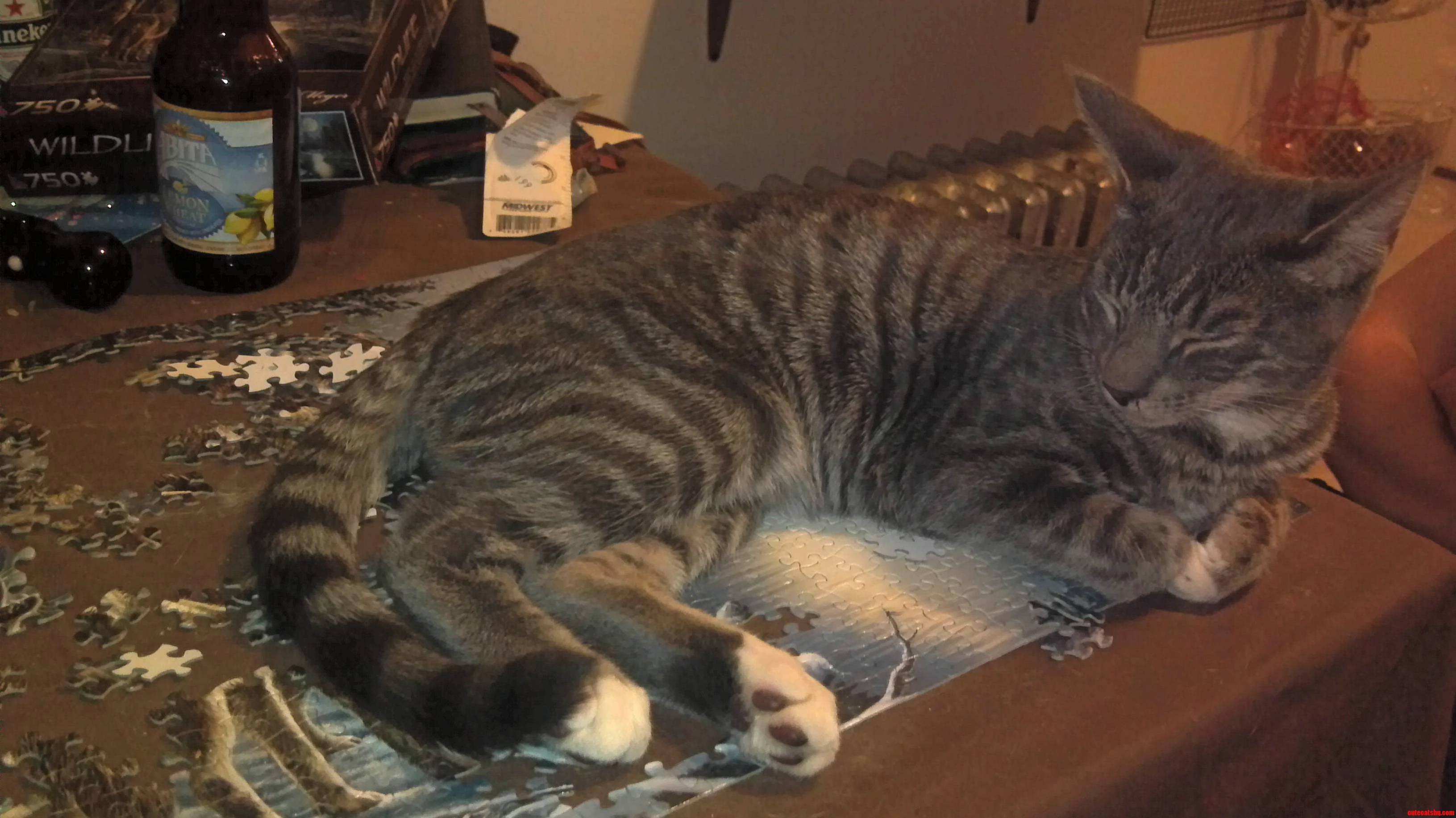 Be It Puzzles or Warm Chairs Alby Claims All Space As His Own.