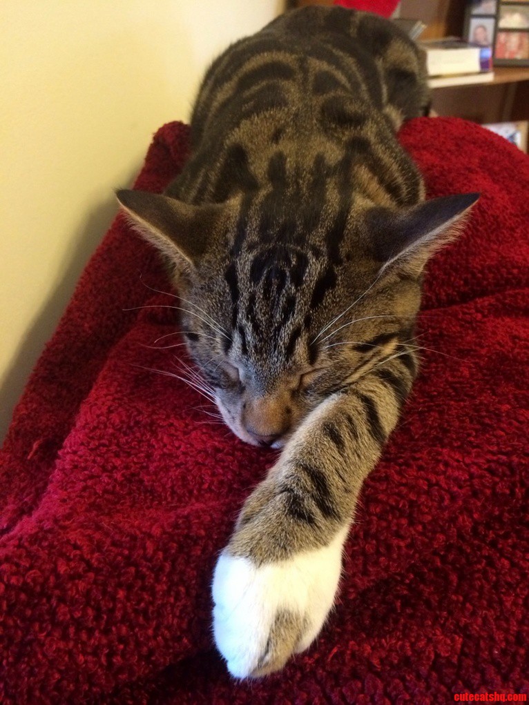 Beautiful Markings on a Very Sweet Kitten.