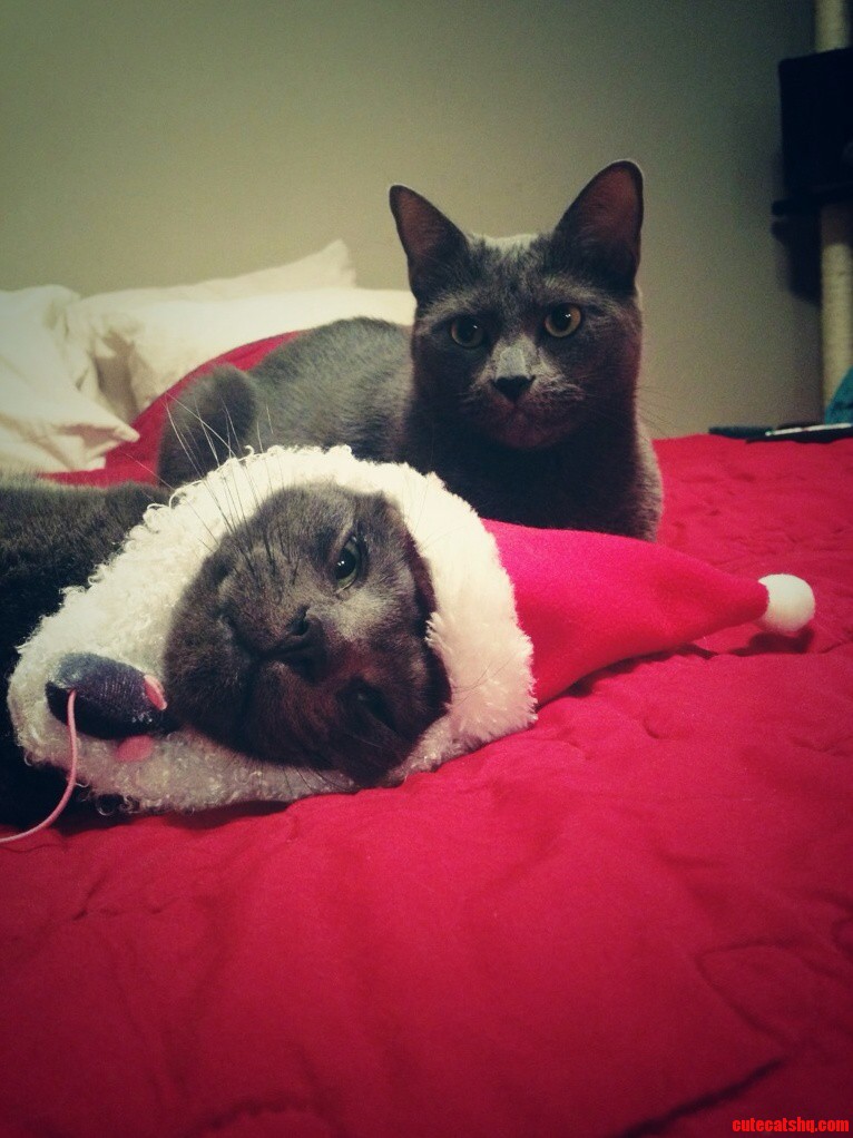 Bender and Meowington Sharing Some Voluntary Holiday Cheer Earlier This Month.