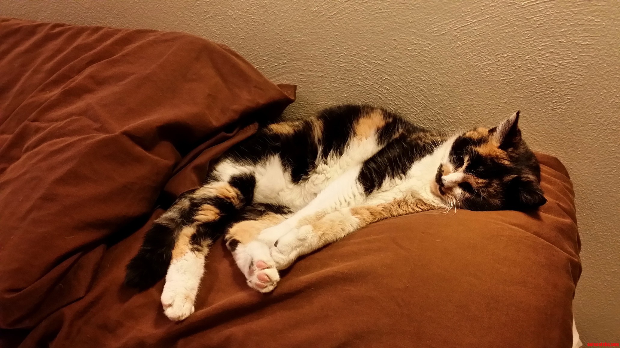 Betsy Taking a Nap