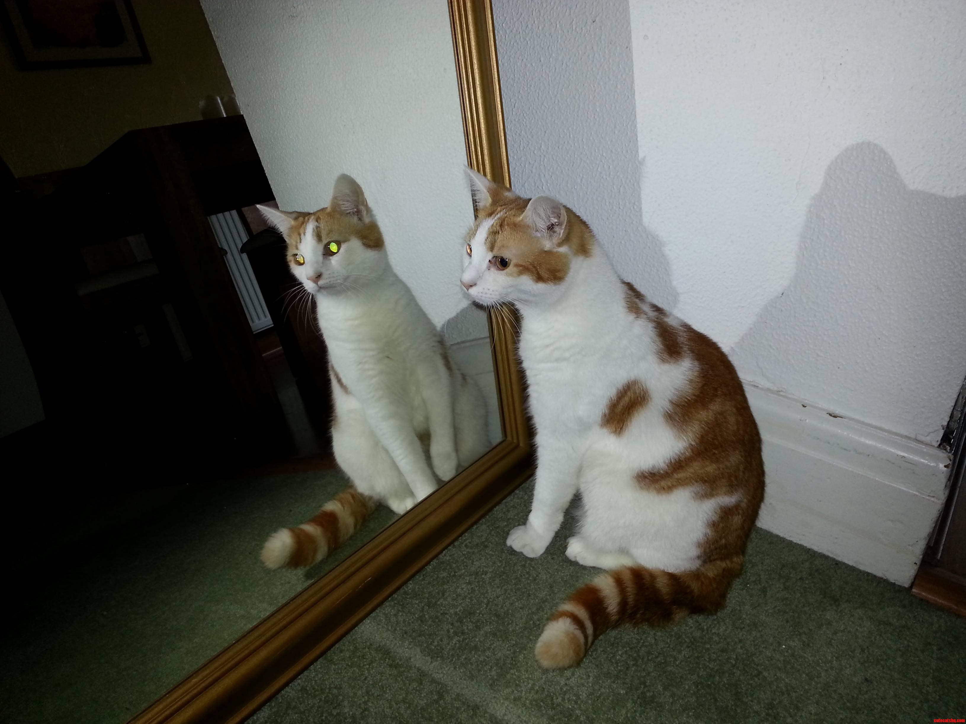 Bob Checking How Cool He Looks